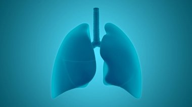 İnsan Solunum Sistemi Akciğerleri Anatomisi. Üç Boyut