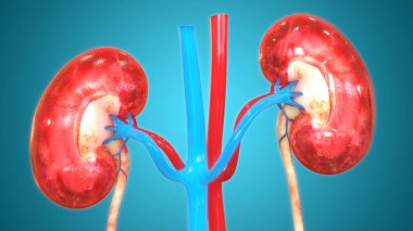 İnsan İdrar Sistemi Böbrek Anatomisi. 3d