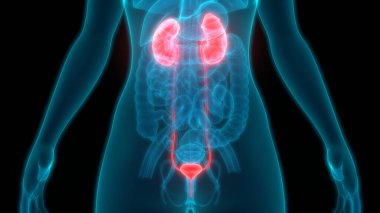 İnsan Vücut Organlarının 3D İllüstrasyonu (Böbrekler)