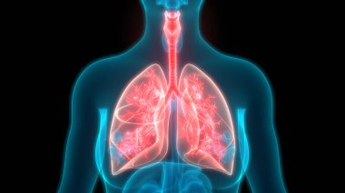İnsan Solunum Sistemi Akciğerleri Anatomisi. Üç Boyut
