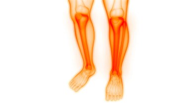 İnsan iskeleti bacak eklemi anatomisi. 3D - Görüntü