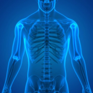 İnsan Kemiği Eklem Ağrısı Anatomisi (Humerus). 3d