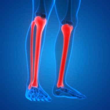 İnsan iskeleti bacak eklemi anatomisi. 3D - Görüntü