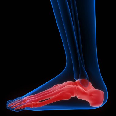 İnsan Kemiği Eklem Ağrısı Anatomisi (Ayak ve Bacak Eklemleri). 3d