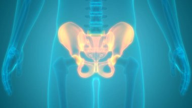 İnsan iskelet sistemi kalça anatomisi. 3D - Görüntü