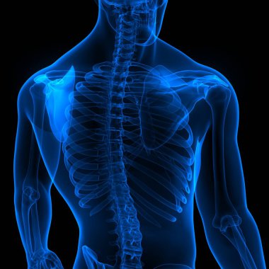 İnsan İskelet Sistemi Scapula Kemik Eklemleri Anatomisi. Üç Boyut