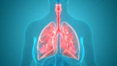 İnsan Solunum Sistemi Akciğerleri Anatomisi. Üç Boyut