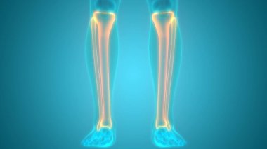 İnsan iskeleti bacak eklemi anatomisi. 3D - Görüntü