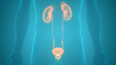 İnsan Vücut Organlarının 3D İllüstrasyonu (Böbrekler)