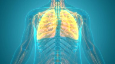 İnsan Solunum Sistemi Akciğerleri Anatomisi. Üç Boyut