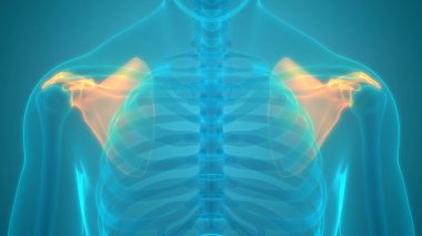 İnsan İskelet Sistemi Scapula Kemik Eklemleri Anatomisi. Üç Boyut