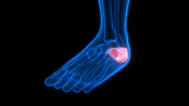 İnsan Kemiği Eklem Ağrısı Anatomisi (Ayak ve Bacak Eklemleri). 3d