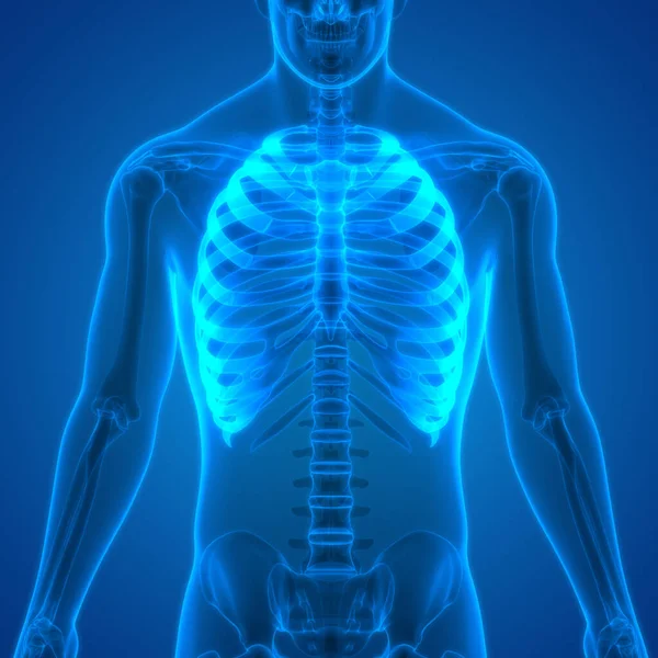 Ludzkie Ciało Bóle Stawów Anatomia Żebra — Zdjęcie stockowe