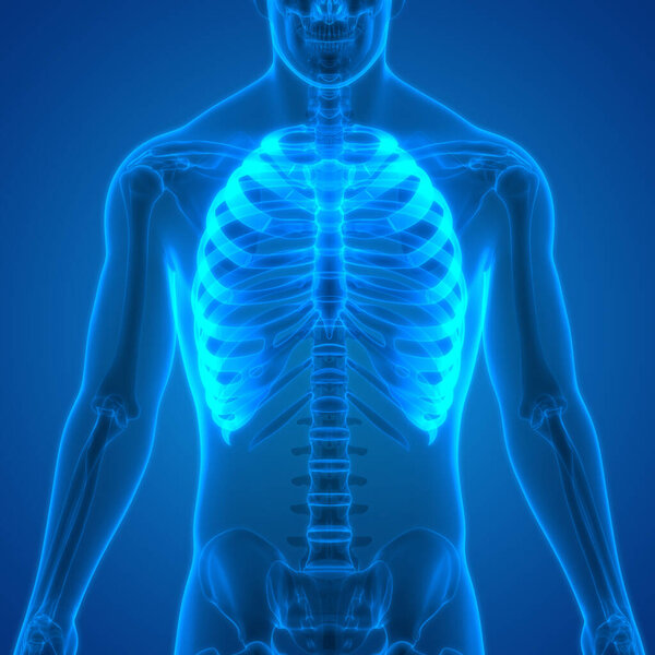 Анатомия боли в костном суставе человека (ребра). 3D
