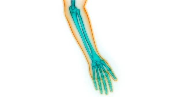 Human Skeleton Bone Joint Pains Anatomy Handgewricht — Stockfoto