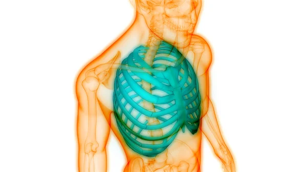 Anatomia Das Dores Nas Articulações Ósseas Corpo Humano Costelas — Fotografia de Stock