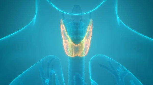 Emberi Test Mirigyek Pajzsmirigy Gland Anatómia — Stock Fotó