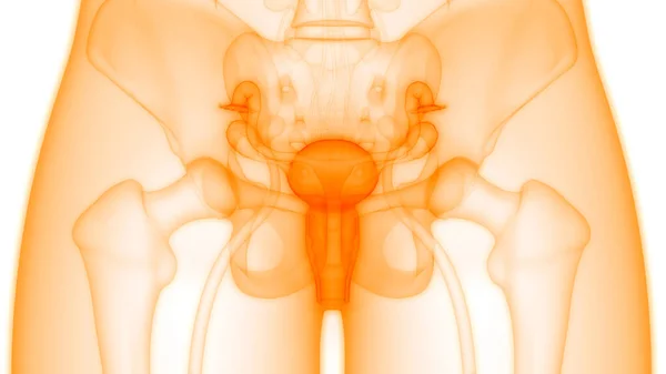 Female Reproductive System Anatomy — Stock Photo, Image