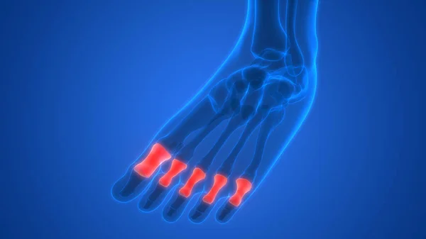 人体骨関節痛の解剖学的構造 足と脚の関節 — ストック写真