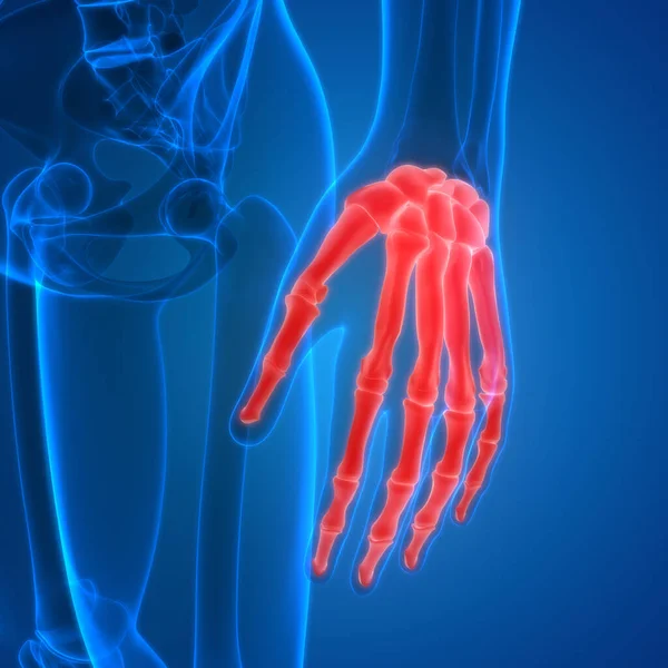 Menschliches Skelettsystem Handknochengelenke Anatomie — Stockfoto