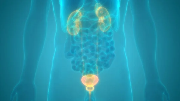 Illustration Menschlicher Körperorgane Nieren — Stockfoto