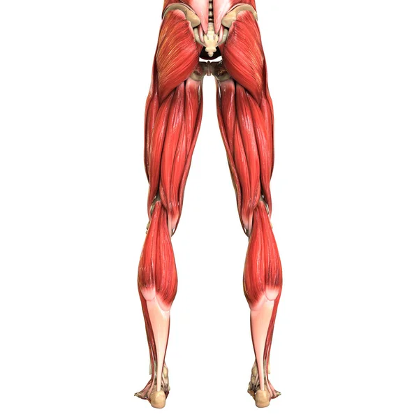 Анатомія Язової Системи Людського Тіла — стокове фото