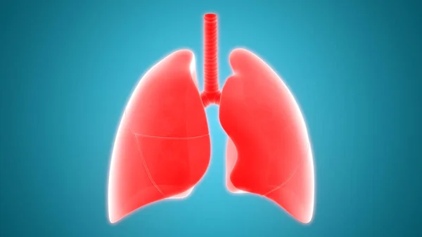 Human Respiratory System Lungs Anatomy — стокове фото