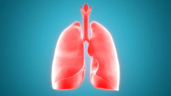 Human Respiratory System Lungs Anatomy — стокове фото