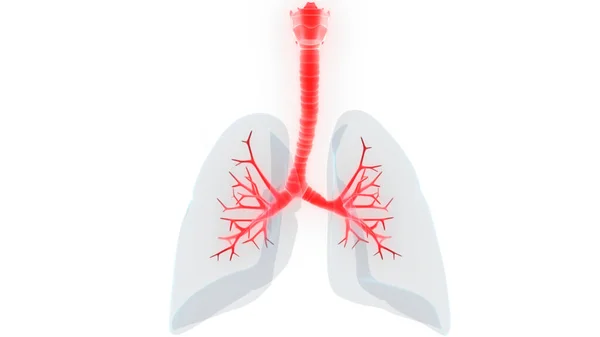 Anatomia Polmonare Del Sistema Respiratorio Umano — Foto Stock