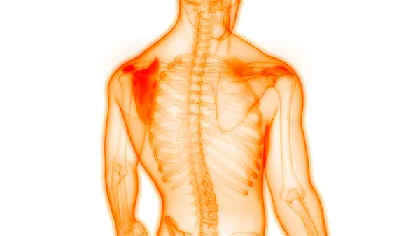 Ludzki System Szkieletowy Scapula Bones Stawy Anatomia — Zdjęcie stockowe