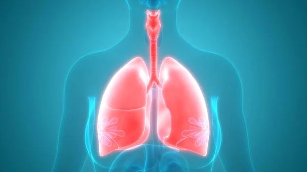 Human Respiratory System Lungs Anatomy — стокове фото