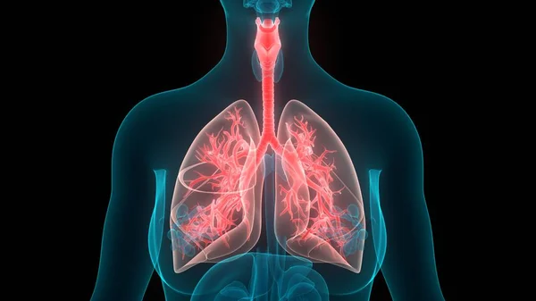 Anatomie Pulmonaire Système Respiratoire Humain — Photo