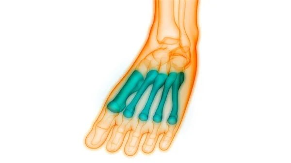 Nsan Vücut Kemiği Eklem Ağrısı Ayak Eklemleri Kemikler Görüntü — Stok fotoğraf