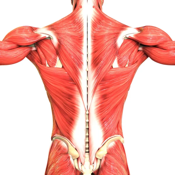 Anatomie Van Het Menselijk Lichaam — Stockfoto