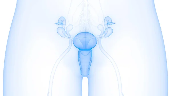 Anatomie Van Het Vrouwelijke Voortplantingssysteem — Stockfoto