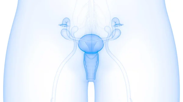 Female Reproductive System Anatomy — Stock Photo, Image