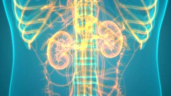 Illustration Human Body Organs Kidneys — Stock Photo, Image