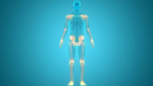 Human Skeleton System Legs Bones Joints Anatomy. 3D - Illustration