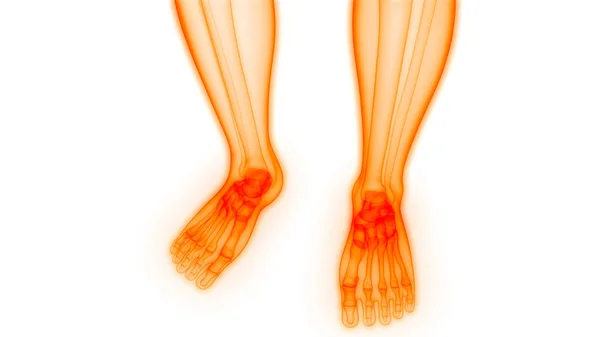 Human Body Bones Joint Pains Feet Joints Bones Illustration — Stock Photo, Image