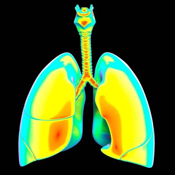 Nsan Solunum Sistemi Akciğerleri Anatomisi Boyut — Stok fotoğraf