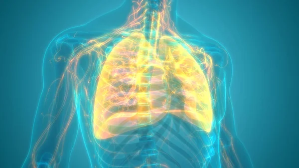 Human Respiratory System Lungs Anatomy — стокове фото