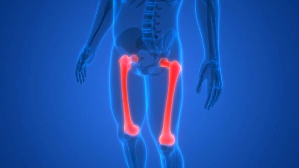 Ilustración Del Esqueleto Humano Huesos Articulaciones Anatomía — Foto de Stock