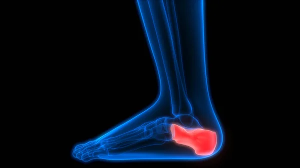 人体骨関節痛の解剖学的構造 足と脚の関節 — ストック写真