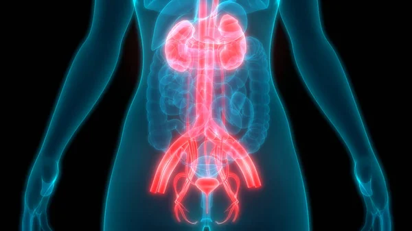 Illustratie Van Het Menselijk Lichaam Organen Nieren — Stockfoto