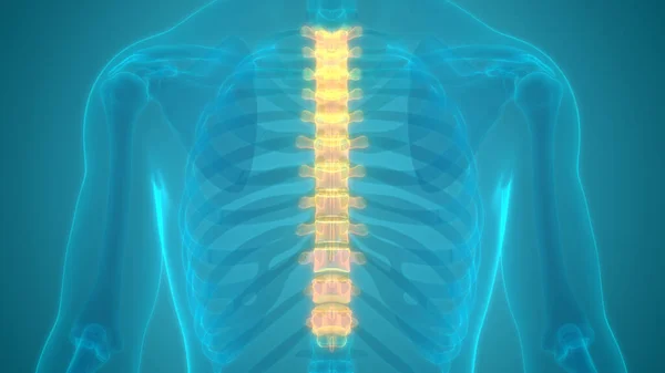 Coluna Vertebral Anatomia Sistema Esqueleto Humano — Fotografia de Stock