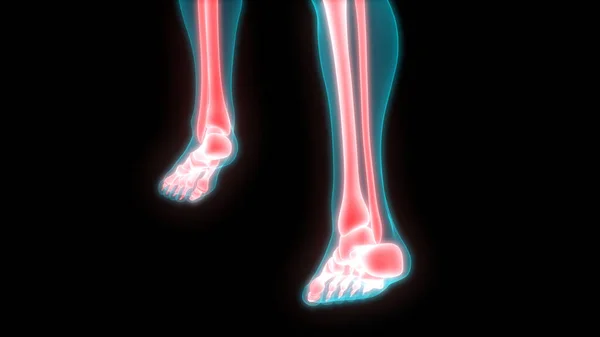 Gambe Del Sistema Scheletrico Umano Anatomia Delle Articolazioni Ossee Illustrazione — Foto Stock