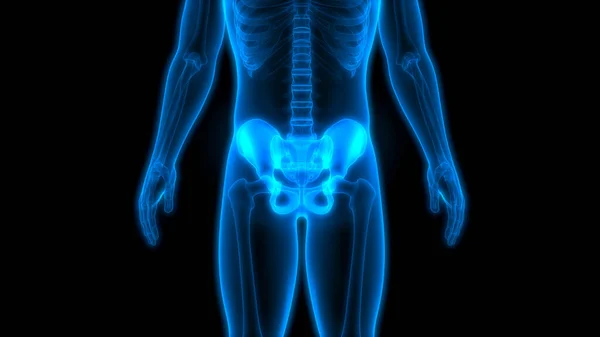 Människans Skelettsystem Hip Anatomi Illustration — Stockfoto