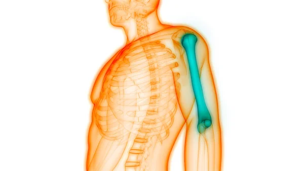 Anatomia Kości Szkieletowych Człowieka Humerus Bones — Zdjęcie stockowe
