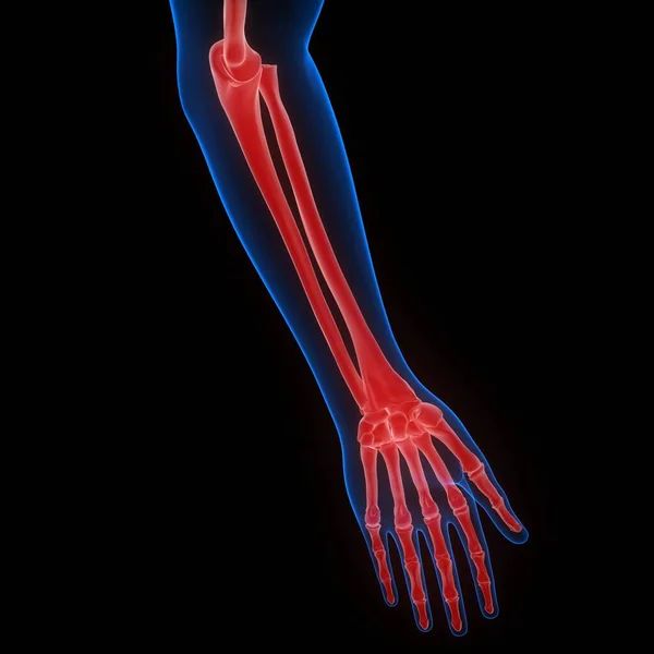 Human Skeleton Bone Joint Pains Anatomy Hand Joint — Stock Photo, Image