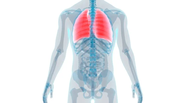 Sistema Respiratório Humano Anatomia Pulmonar — Fotografia de Stock